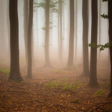 dark-forest-with-trees-and-grasses-during-the-suns-2023-10-06-03-56-37-utc