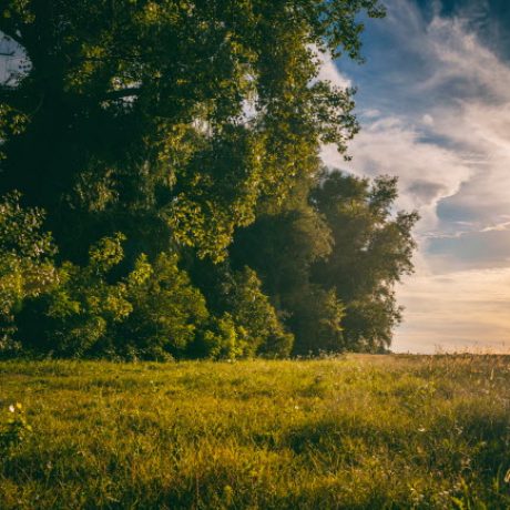 Beautiful forest landscape, sunset in the green woods. Natural background and texture