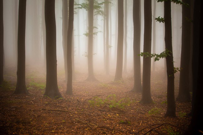 dark-forest-with-trees-and-grasses-during-the-suns-2023-10-06-03-56-37-utc.jpg