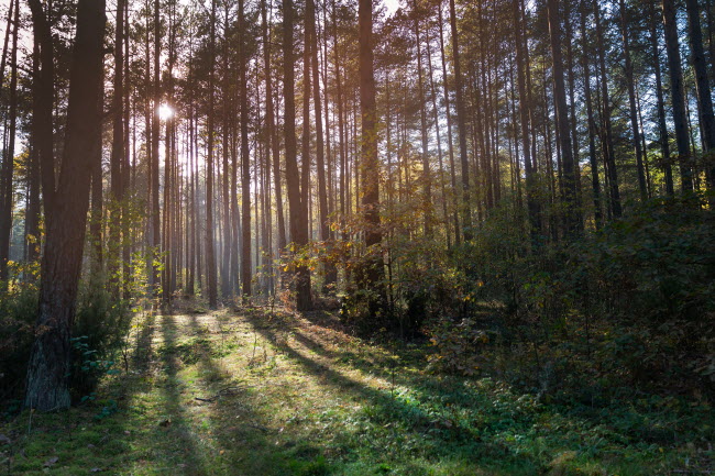 forest-during-sunset-2021-08-27-12-01-03-utc.jpg